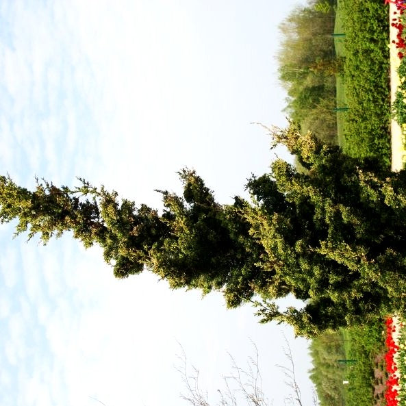 Chinesischer Strauch-Wacholder 'Robusta Green' (Juniperus chin.)