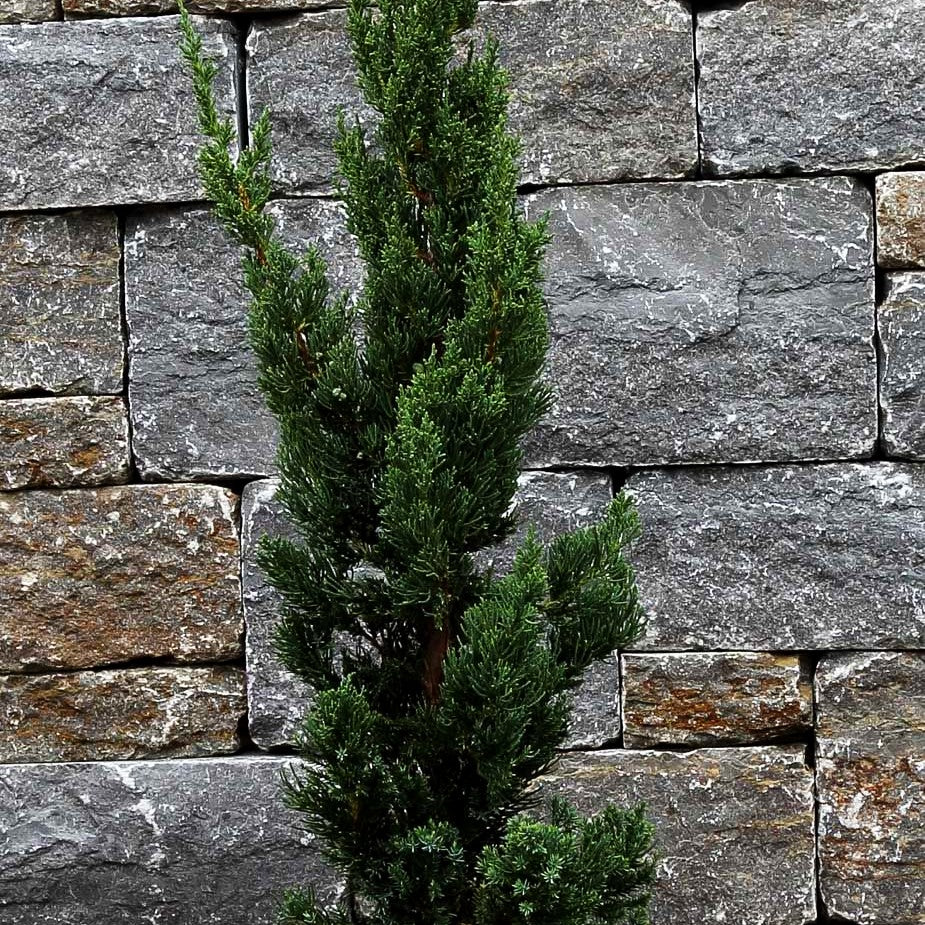 Chinesischer Strauch-Wacholder 'Robusta Green' (Juniperus chin.)