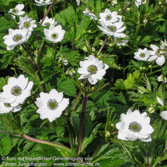 Chinesisches Sommer-Windröschen (Anemone leveillei)
