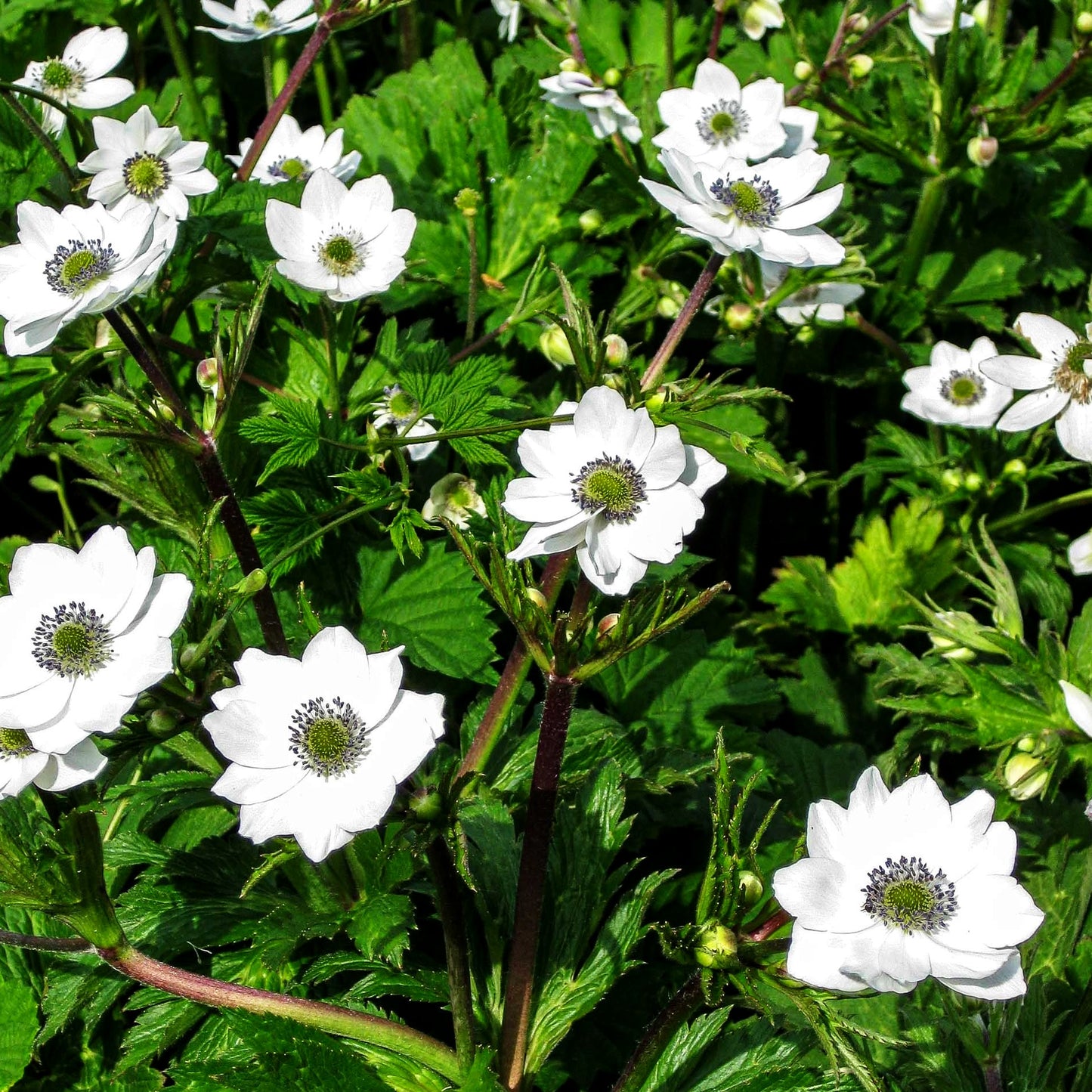 Chinesisches Sommer-Windröschen (Anemone leveillei)