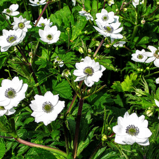 Chinesisches Sommer-Windröschen (Anemone leveillei)