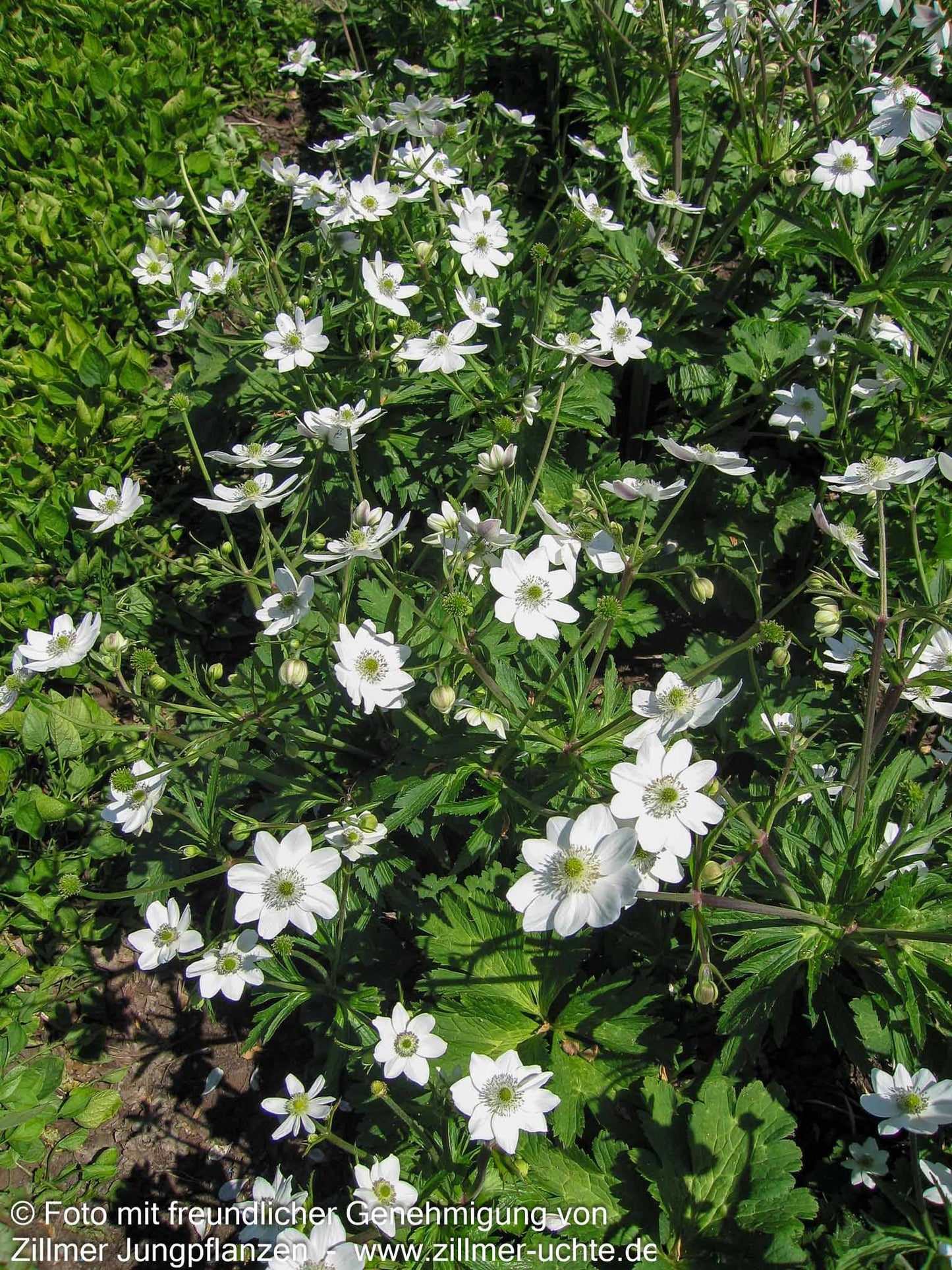 Chinesisches Sommer-Windröschen (Anemone leveillei)
