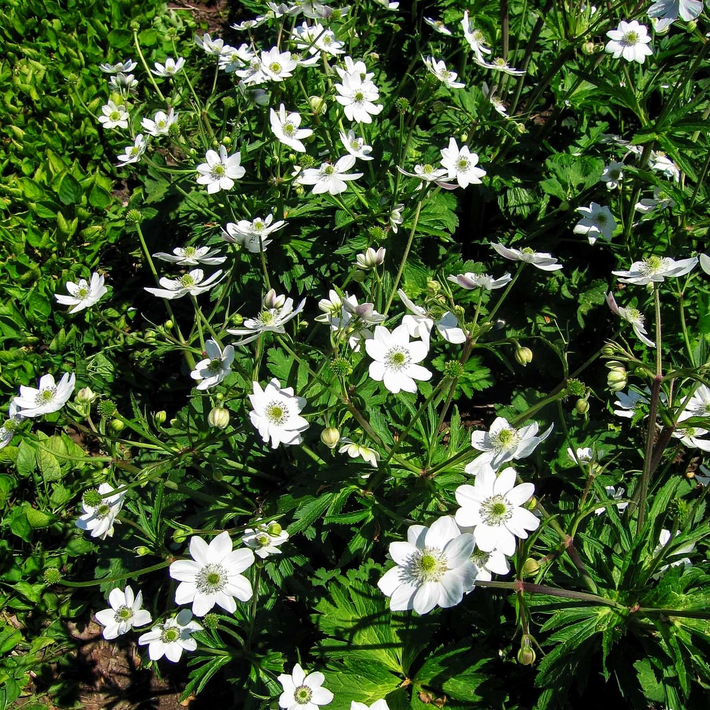 Chinesisches Sommer-Windröschen (Anemone leveillei)