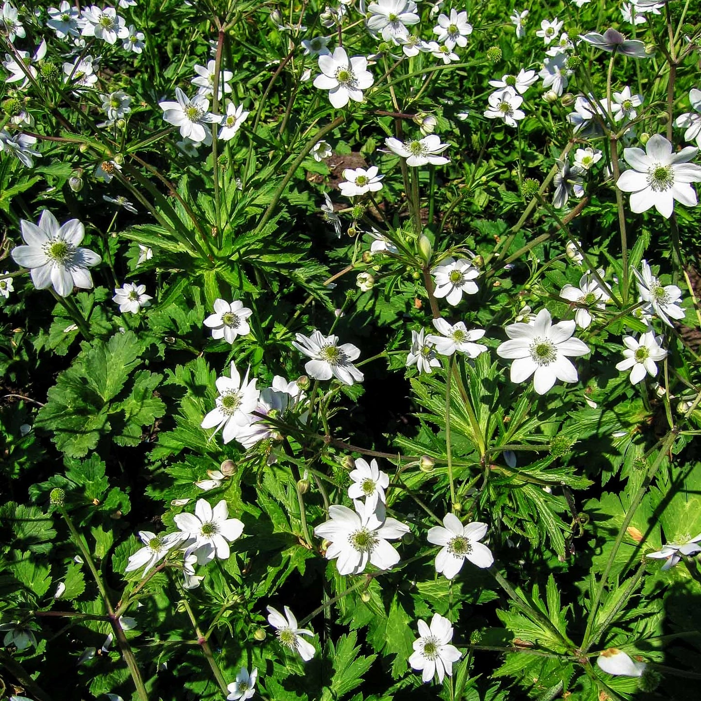 Chinesisches Sommer-Windröschen (Anemone leveillei)