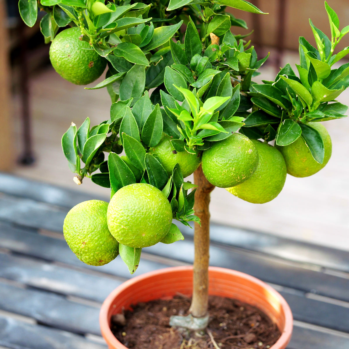 Chinotto, Bitterorange, Saure Limette (Citrus aurantium myrtifolia)