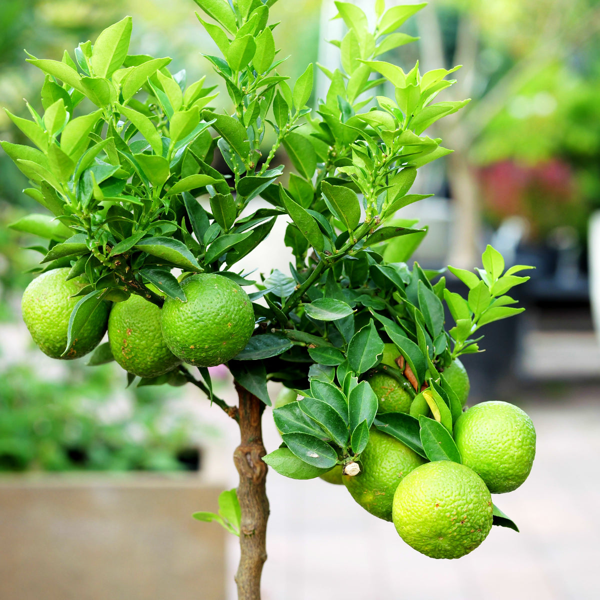 Chinotto, Bitterorange, Saure Limette (Citrus aurantium myrtifolia)