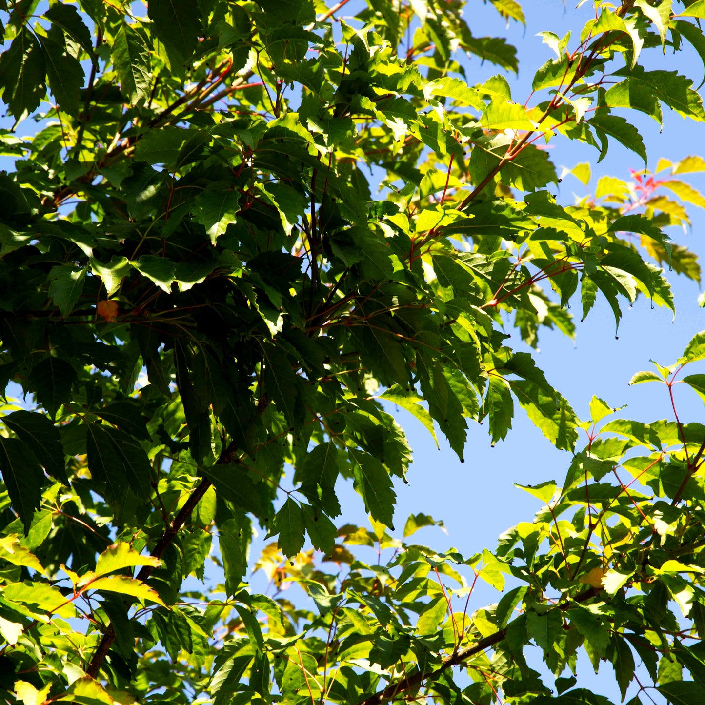 Cissusblättriger Ahorn (Acer cissifolium)