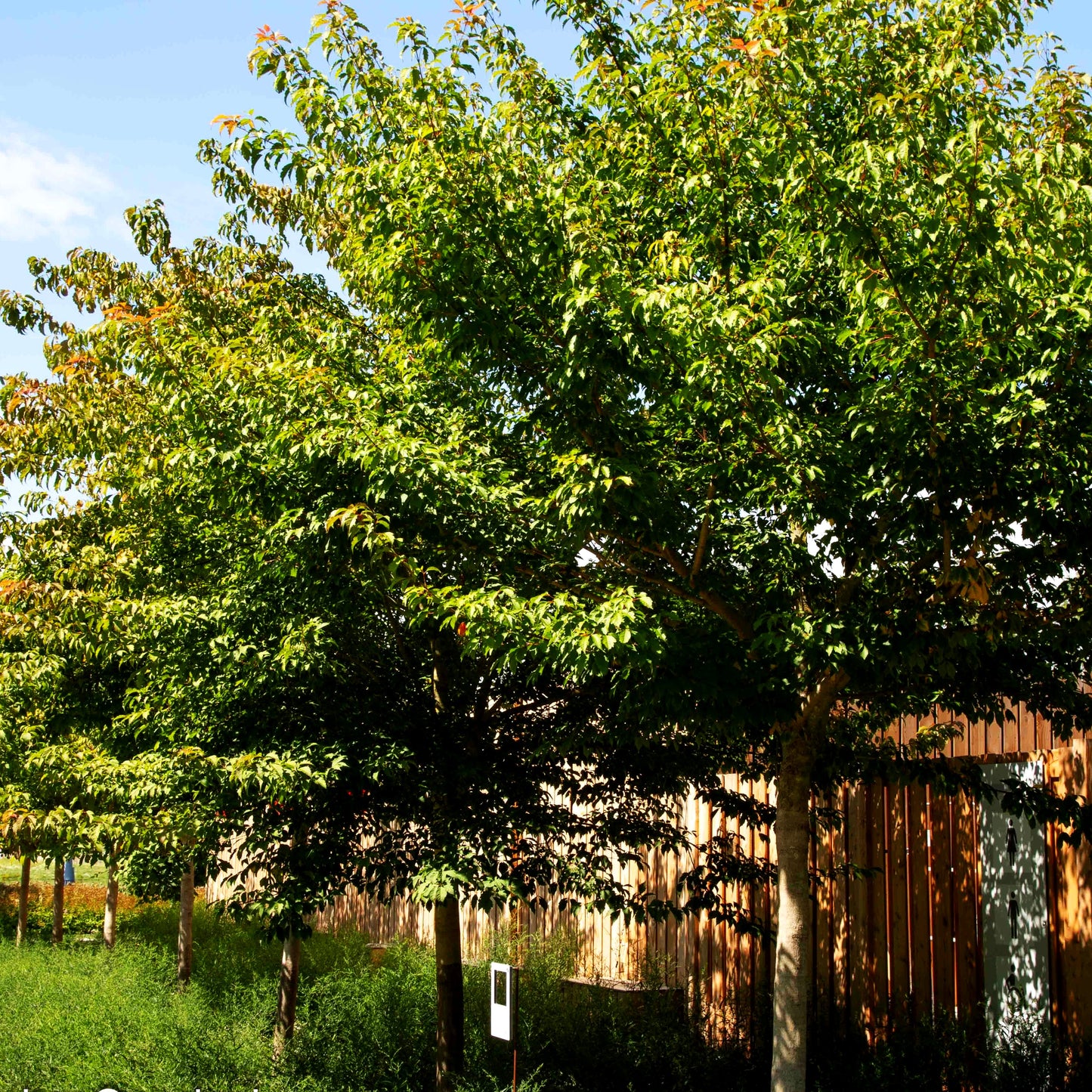 Cissusblättriger Ahorn (Acer cissifolium)