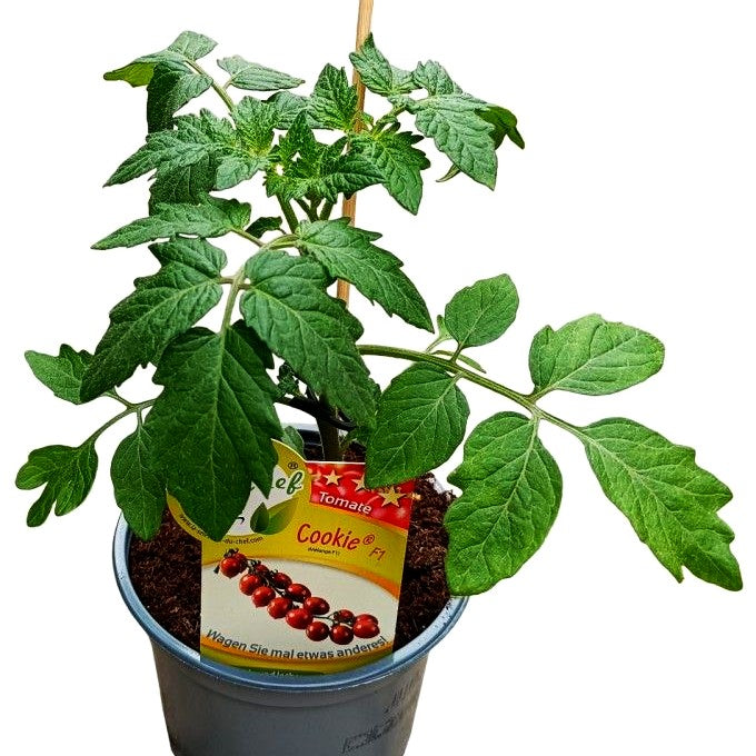 Cocktail-Tomate 'Cookie' (Tomate)