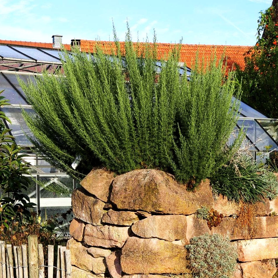 Cola-Strauch (Artemisia maritima)