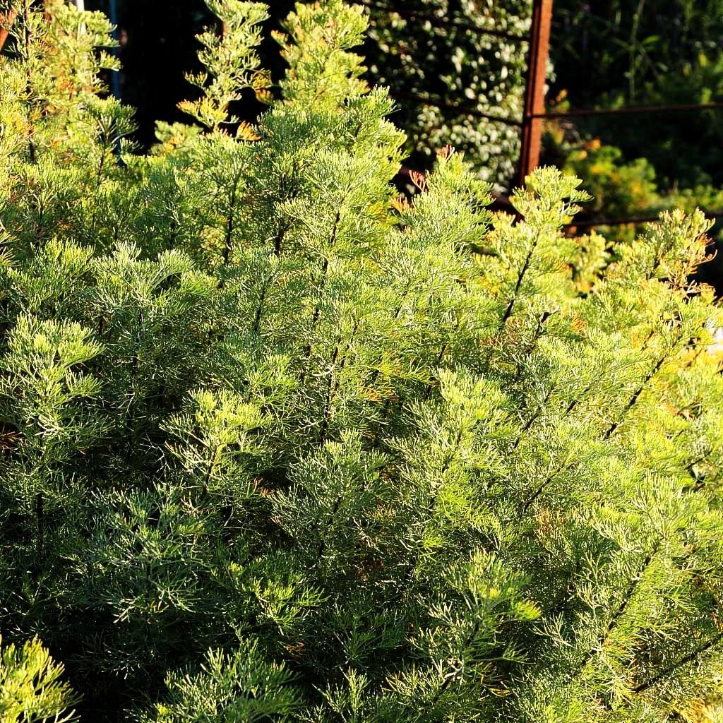 Cola-Strauch (Artemisia maritima)