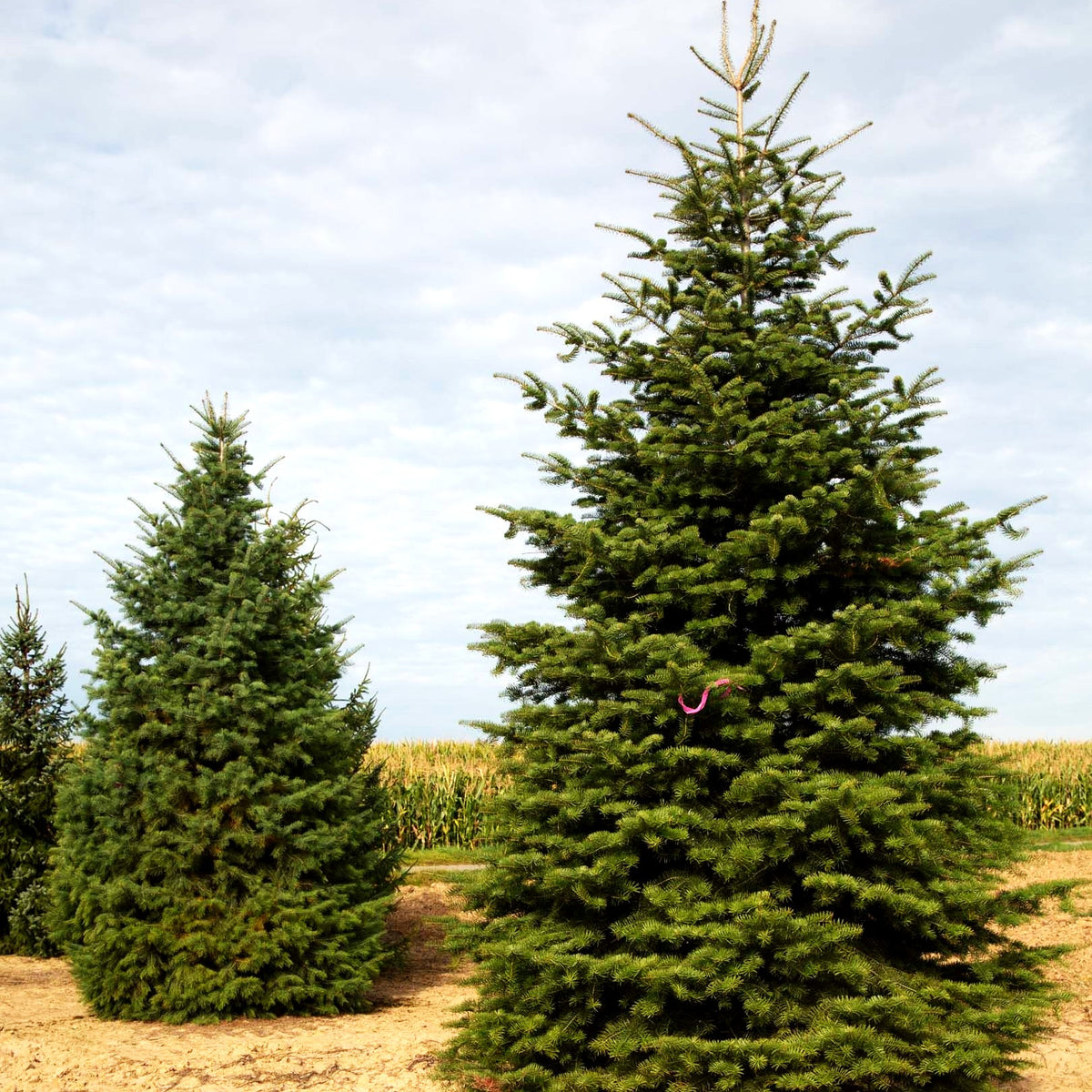 Colorado-Tanne (Abies concolor)