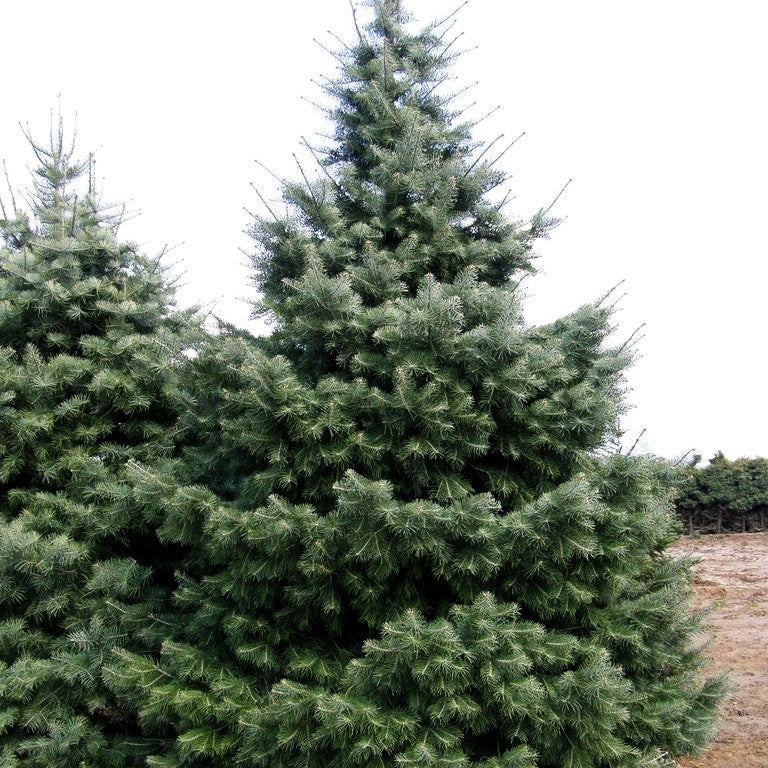 Colorado-Tanne (Abies concolor)