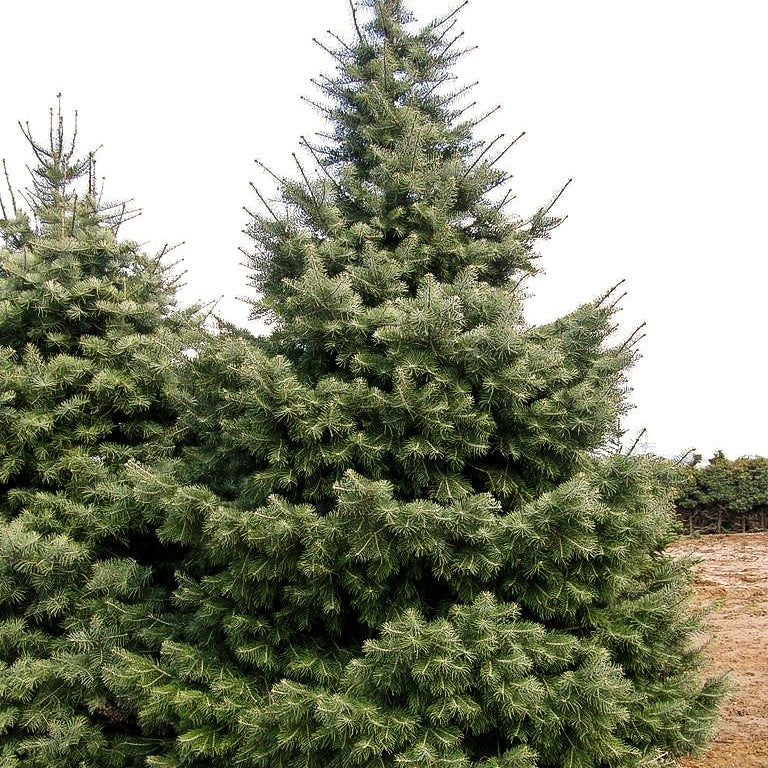 Colorado-Tanne (Abies concolor)
