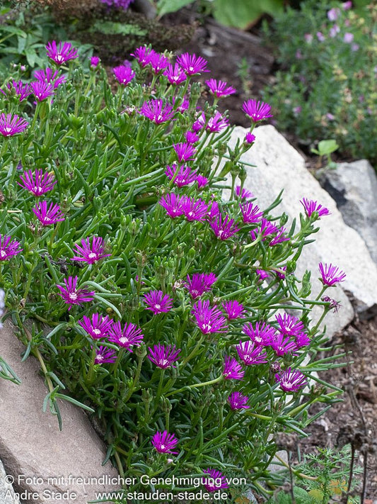 Coopers Mittagsblume (Delosperma cooperi)