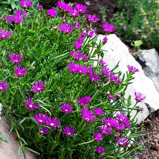 Coopers Mittagsblume (Delosperma cooperi)