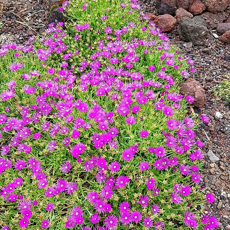 Coopers Mittagsblume (Delosperma cooperi)