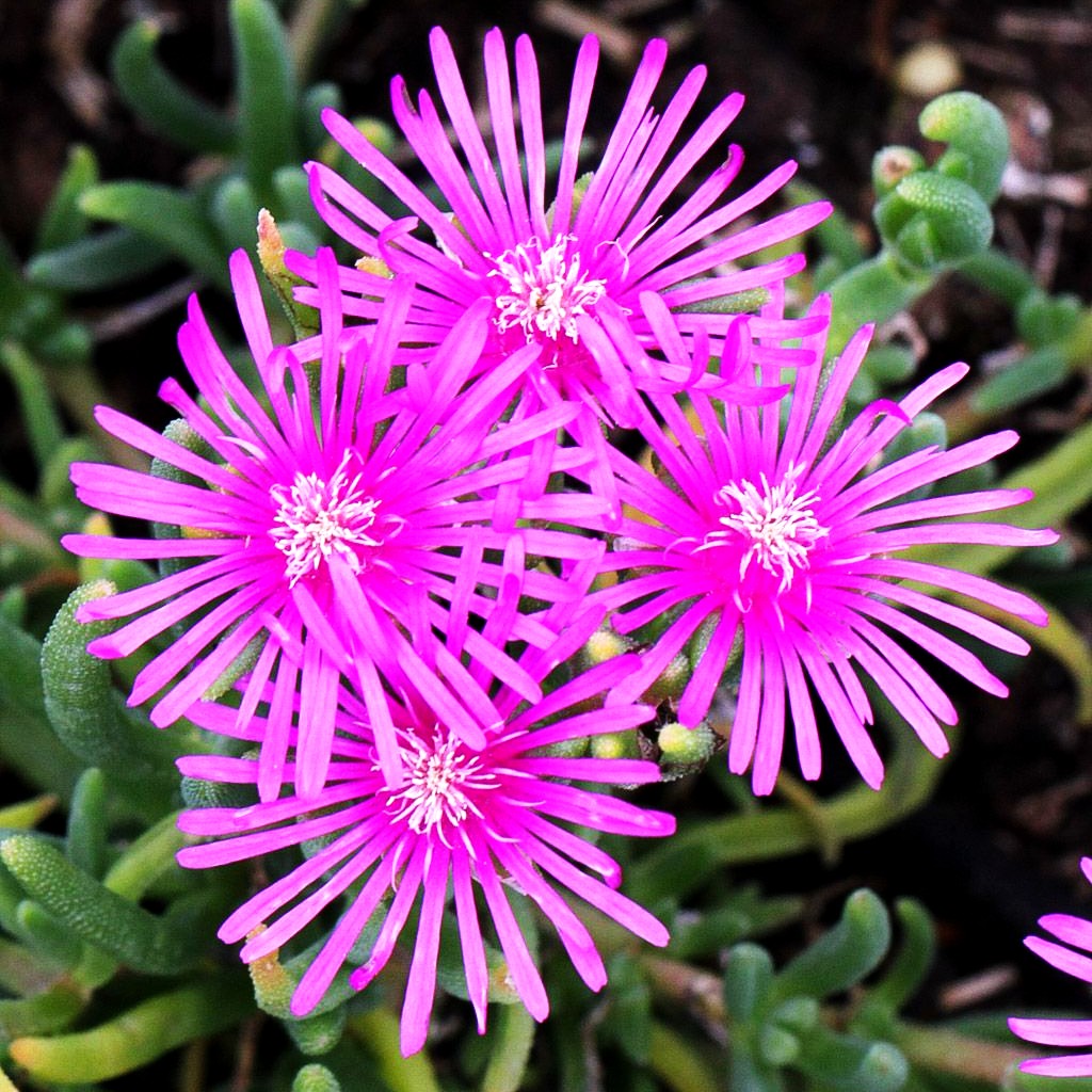 Coopers Mittagsblume (Delosperma cooperi)