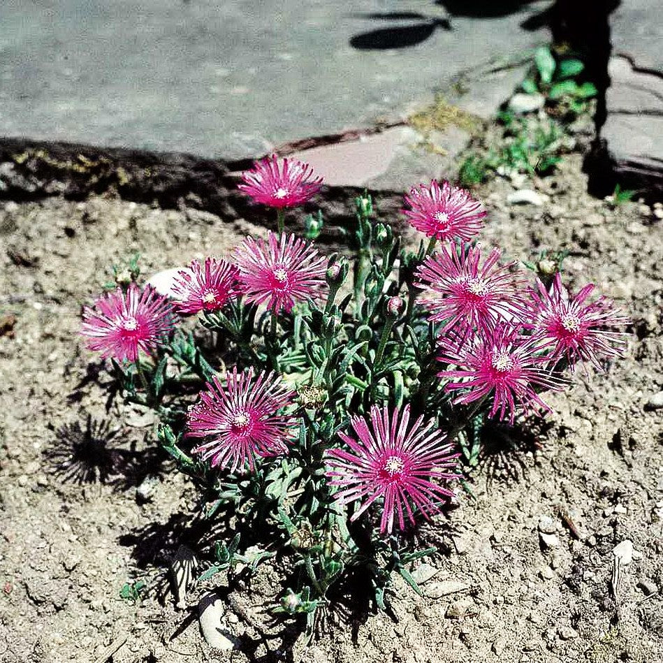 Coopers Mittagsblume (Delosperma cooperi)