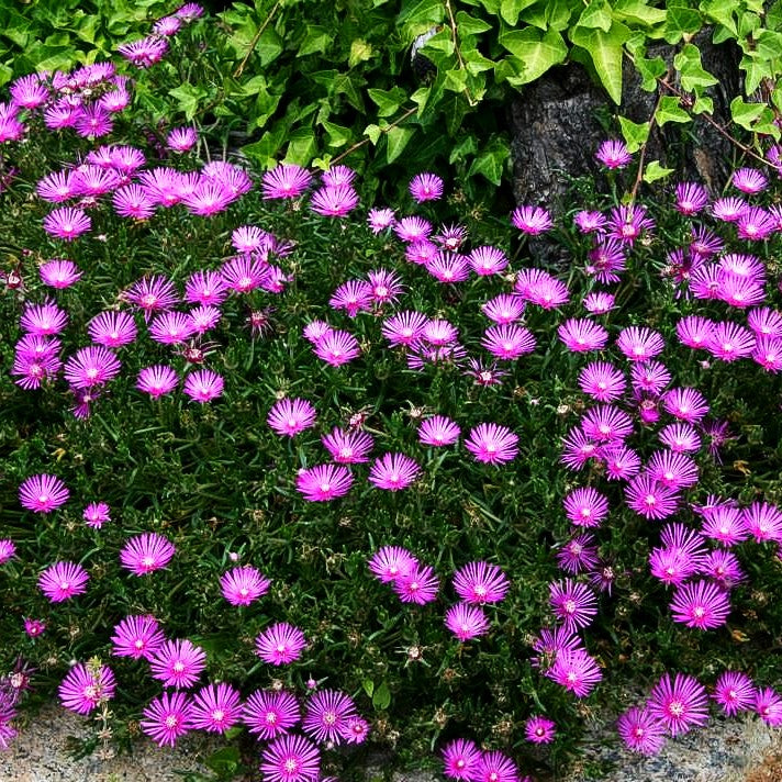 Coopers Mittagsblume (Delosperma cooperi)
