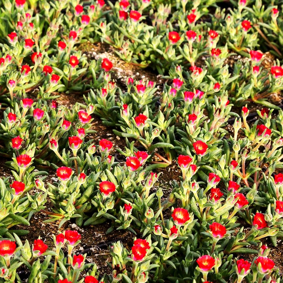 Coopers Mittagsblume 'JD Grenade' (Delosperma cooperi)