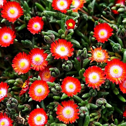 Coopers Mittagsblume 'JD Grenade' (Delosperma cooperi)