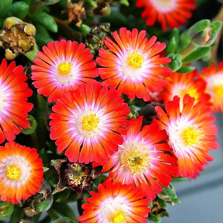 Coopers Mittagsblume 'JD Grenade' (Delosperma cooperi)