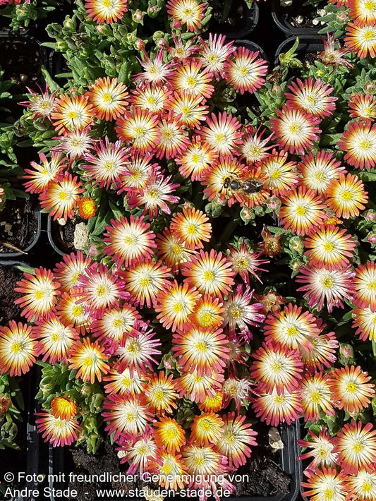 Coopers Mittagsblume 'JD Ruby' (Delosperma cooperi)