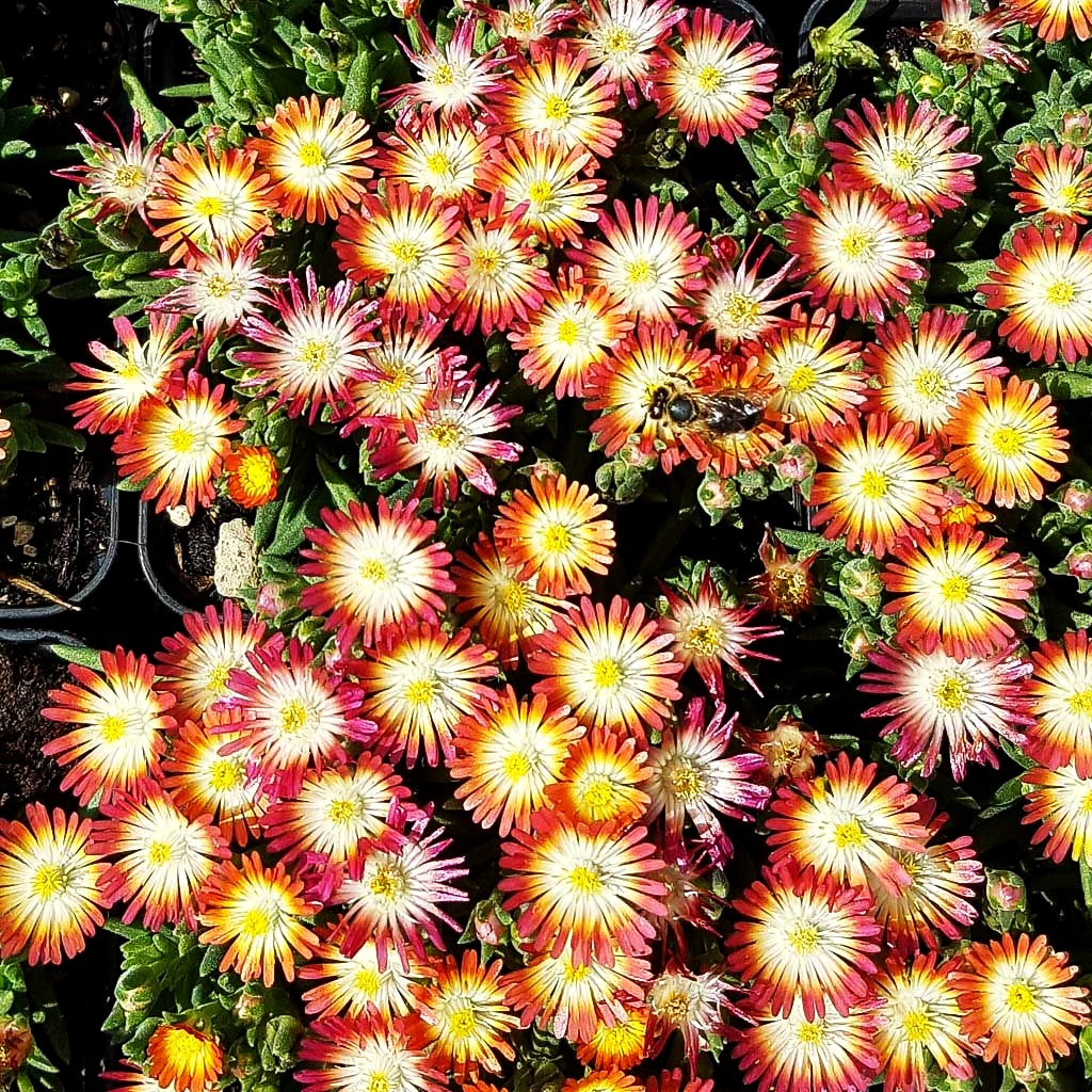 Coopers Mittagsblume 'JD Ruby' (Delosperma cooperi)