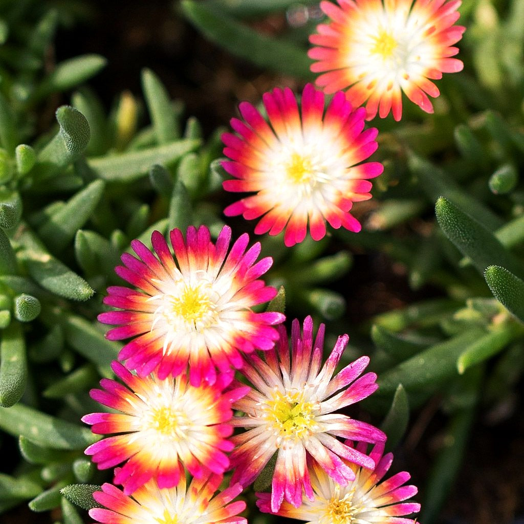 Coopers Mittagsblume 'JD Ruby' (Delosperma cooperi)