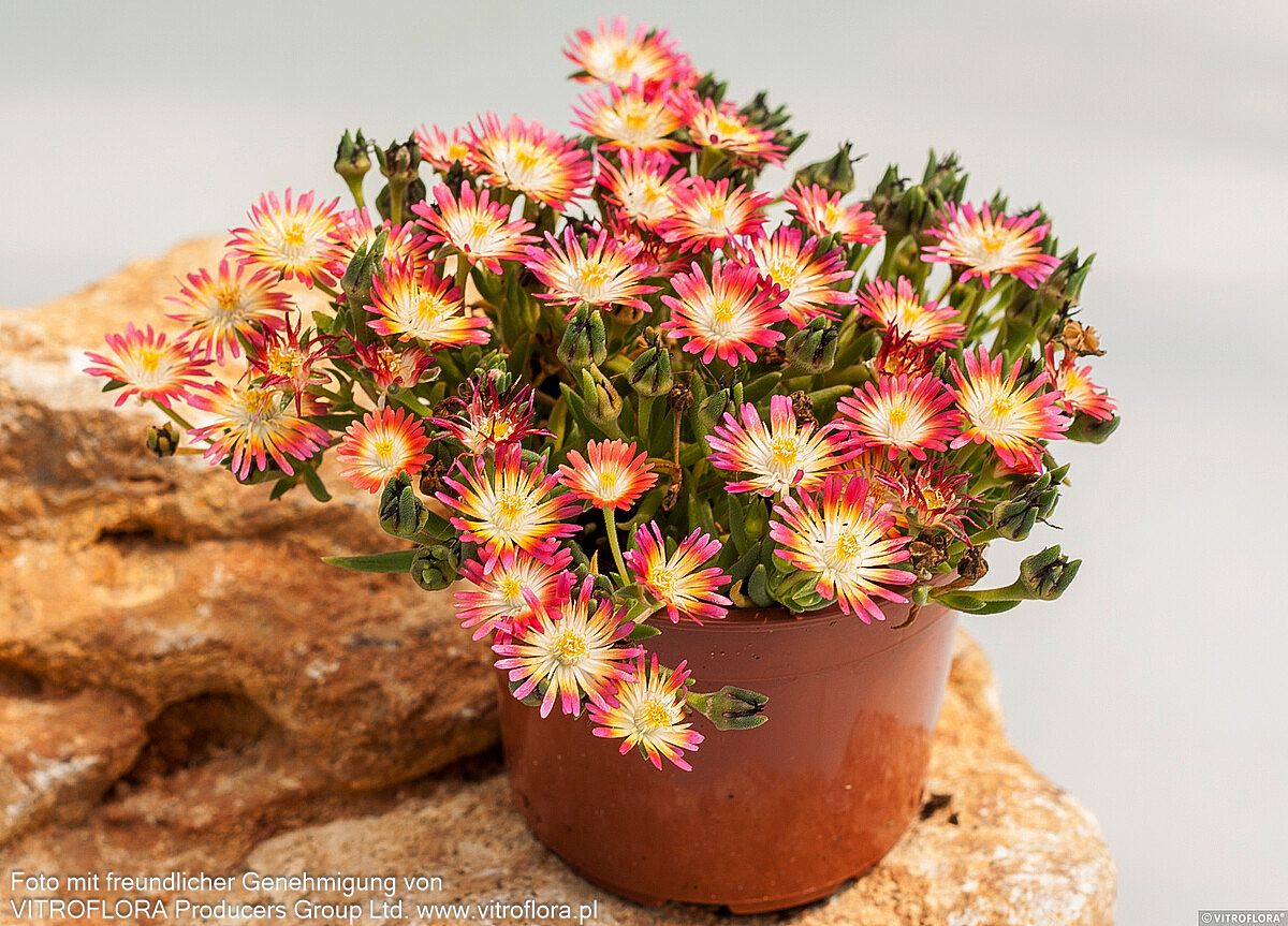 Coopers Mittagsblume 'JD Ruby' (Delosperma cooperi)