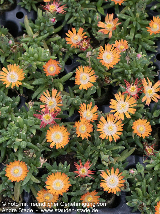 Coopers Mittagsblume 'JD Topaz' (Delosperma cooperi)