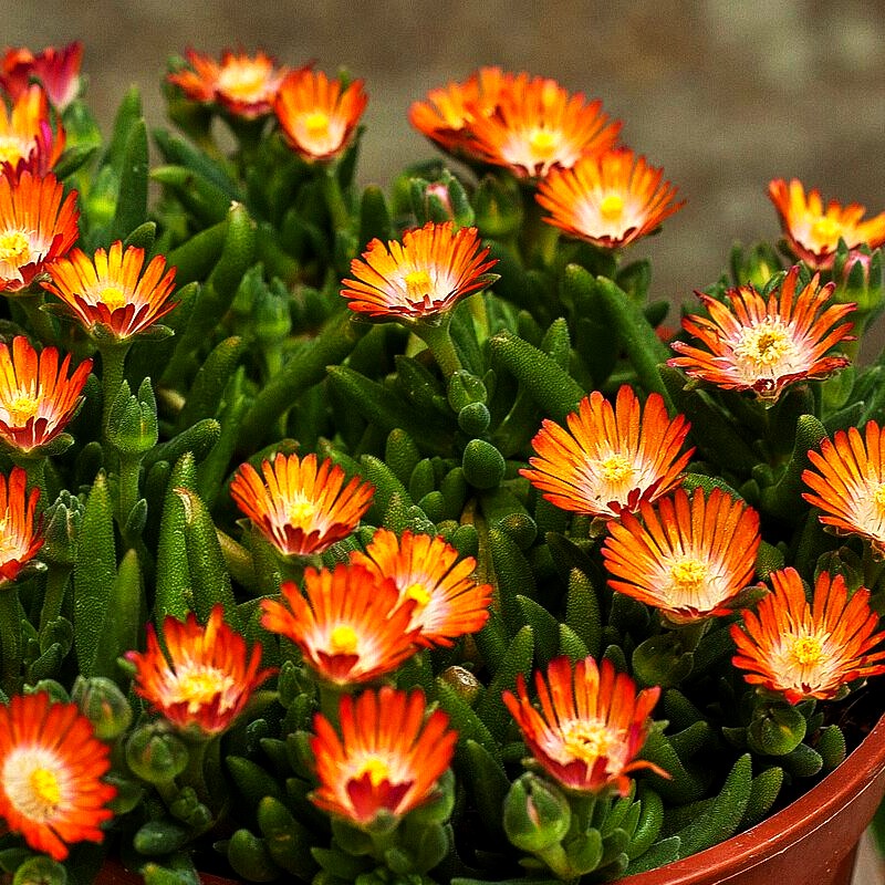 Coopers Mittagsblume 'JD Topaz' (Delosperma cooperi)