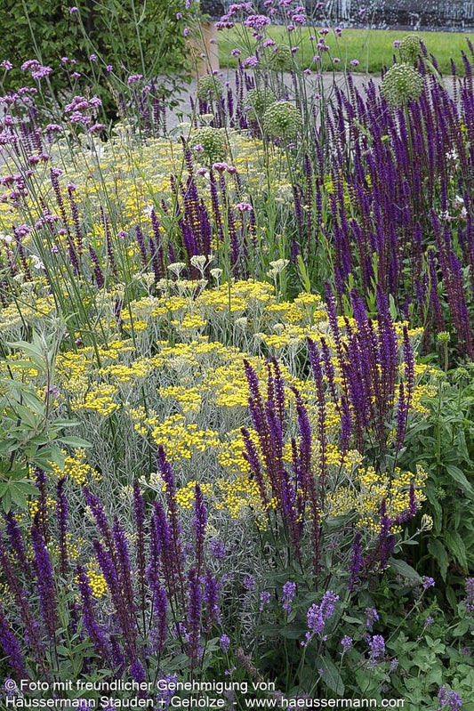 Currykraut 'Tall' (Helichrysum italicum)