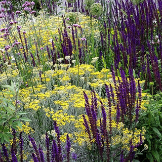 Currykraut 'Tall' (Helichrysum italicum)