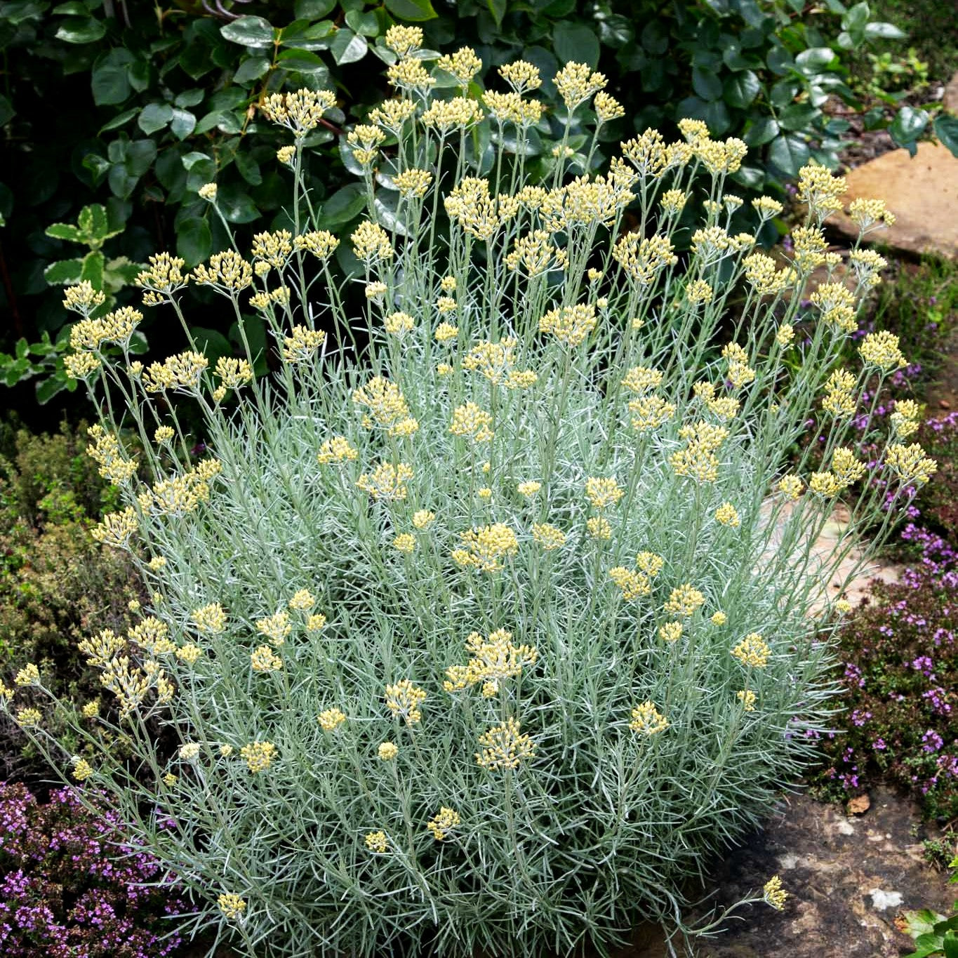 Currykraut 'Tall' (Helichrysum italicum)