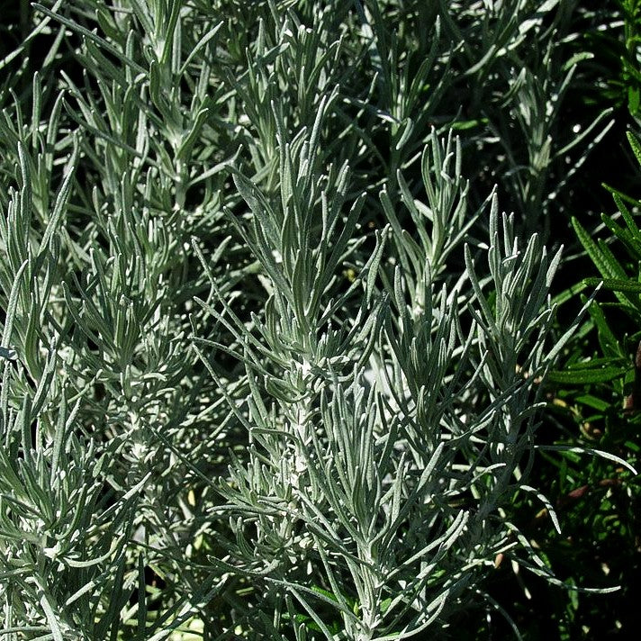Currykraut 'Tall' (Helichrysum italicum)