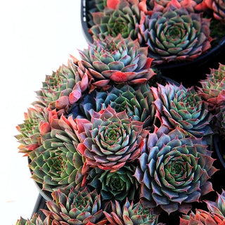 Dachwurz 'Commander Hay' (Sempervivum tectorum)