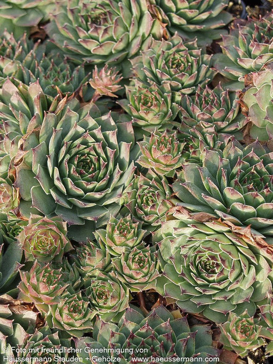 Dachwurz 'Metallicum Giganteum' (Sempervivum tect.)