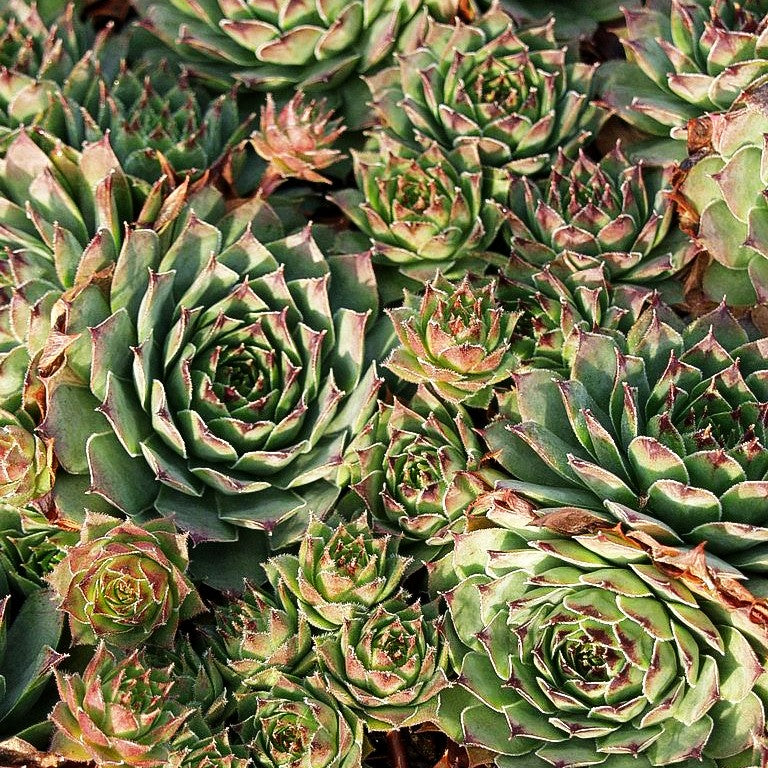 Dachwurz 'Metallicum Giganteum' (Sempervivum tect.)