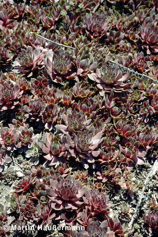 Dachwurz 'Othello' (Sempervivum tectorum)