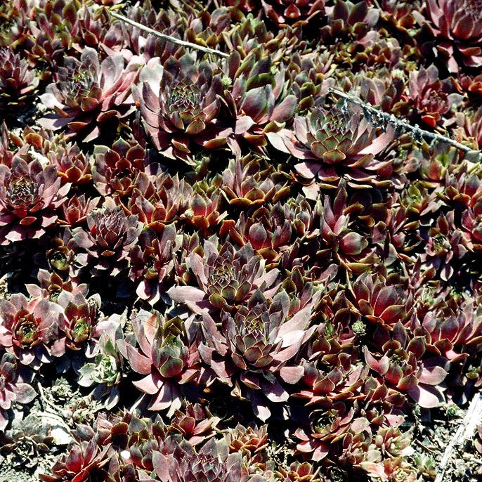 Dachwurz 'Othello' (Sempervivum tectorum)