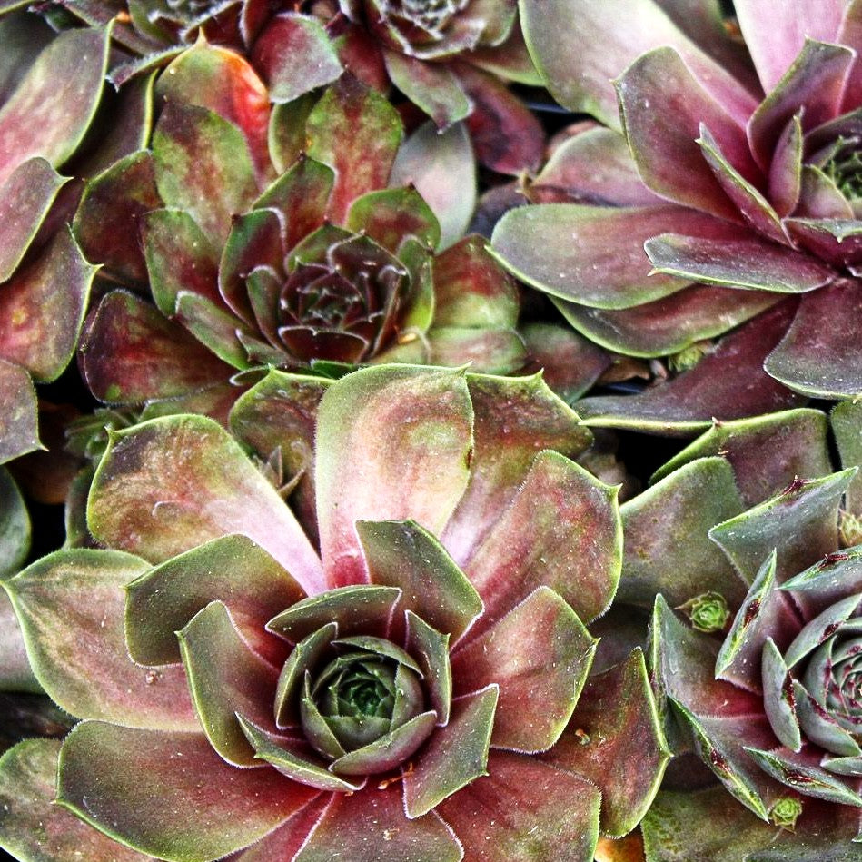Dachwurz 'Othello' (Sempervivum tectorum)