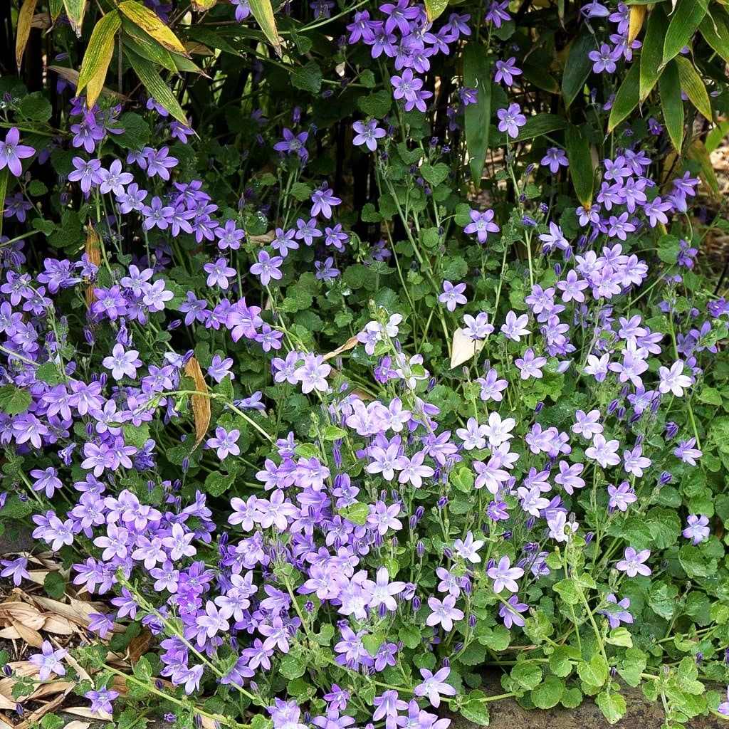 Dalmatiner Polster-Glockenblume (Campanula portenschlagiana)
