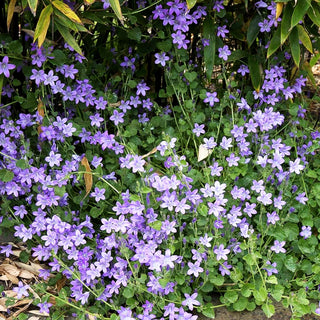 Dalmatiner Polster-Glockenblume (Campanula portenschlagiana)