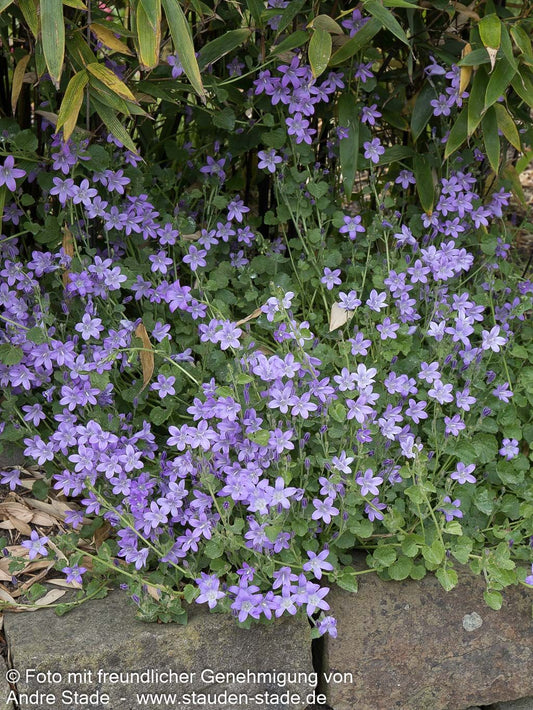 Dalmatiner Polster-Glockenblume (Campanula portenschlagiana)