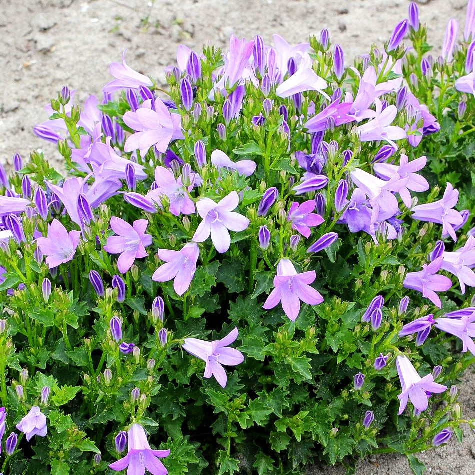 Dalmatiner Polster-Glockenblume (Campanula portenschlagiana)