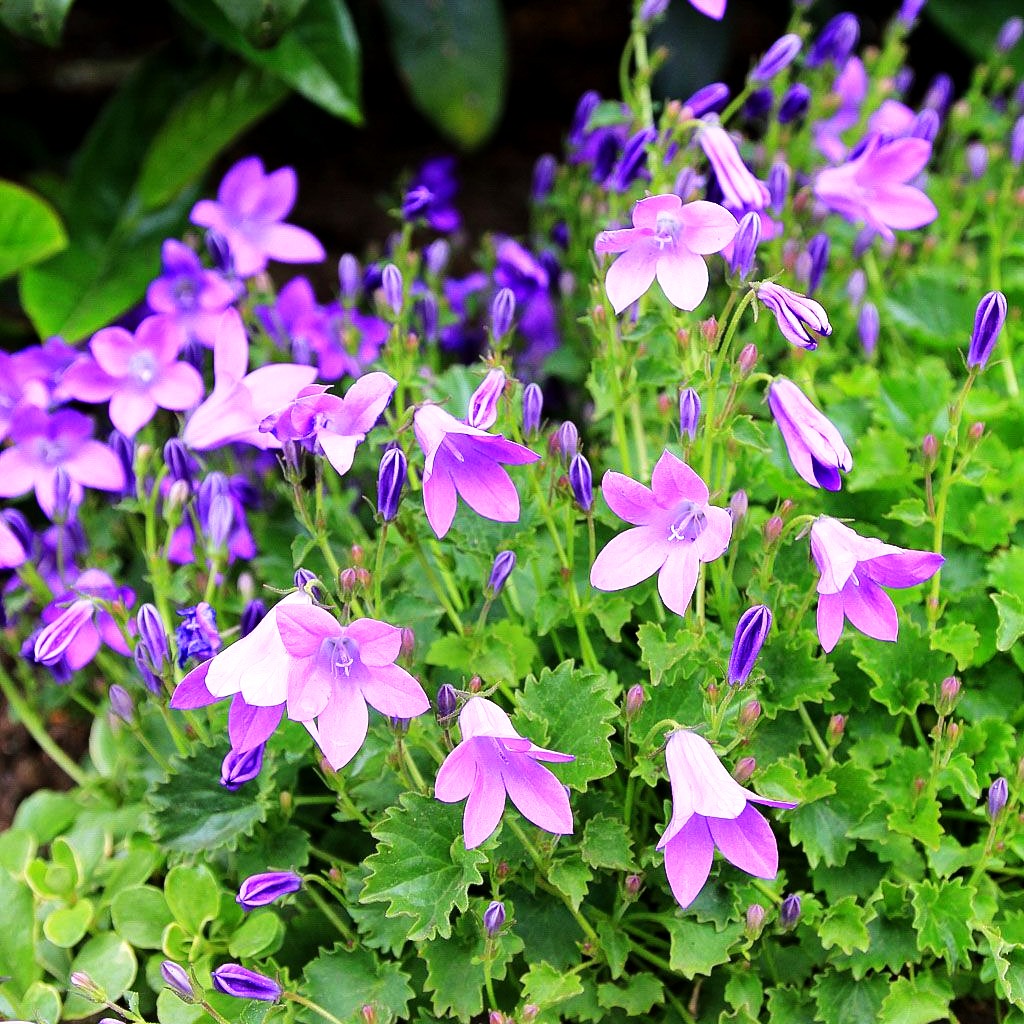 Dalmatiner Polster-Glockenblume (Campanula portenschlagiana)