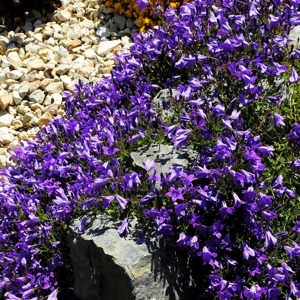 Dalmatiner Polster-Glockenblume (Campanula portenschlagiana)