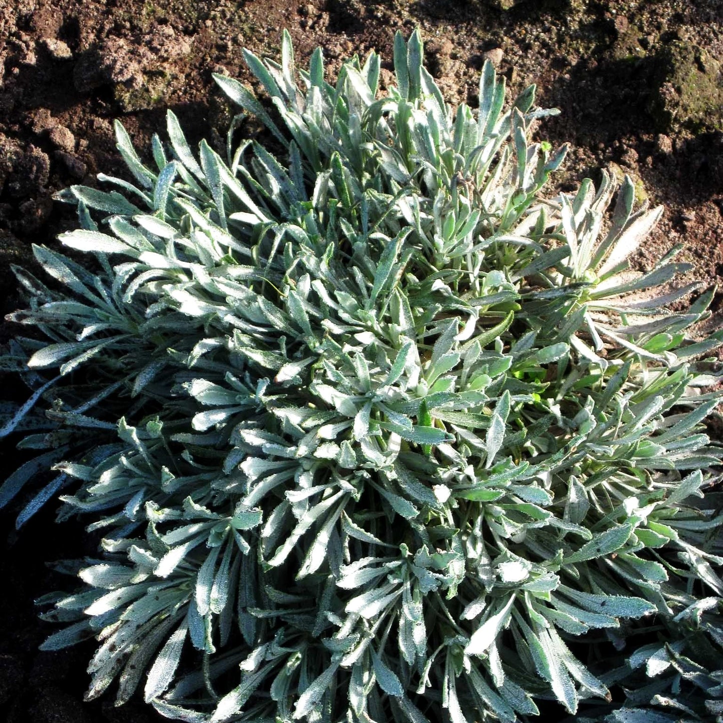 Dalmatiner-Silber-Garbe (Achillea ageratifolia)